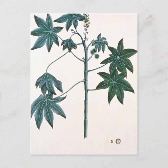 Postal planta de aceite de Castor, c.1801-4 (Anverso)