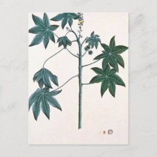 Postal planta de aceite de Castor, c.1801-4