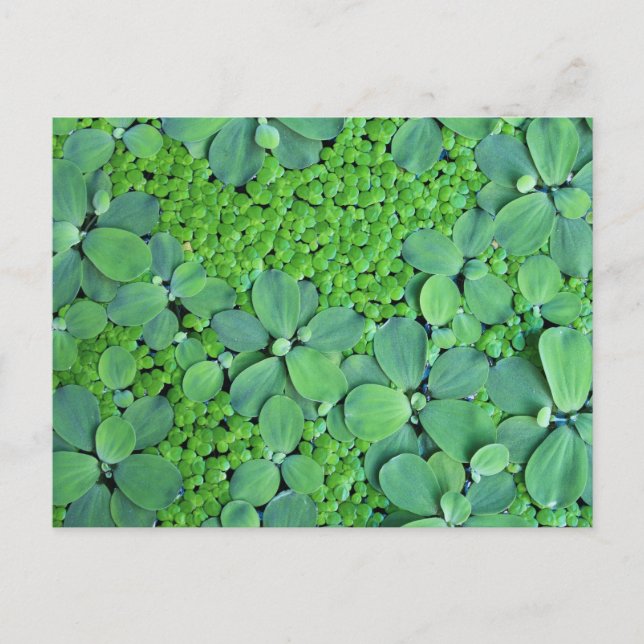 Postal Planta de agua (Anverso)