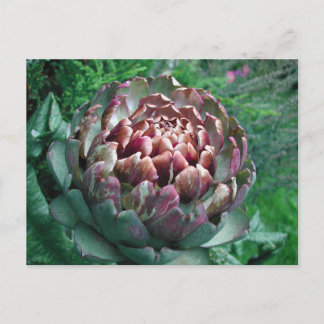 Postal Planta de alcachofa abierta.