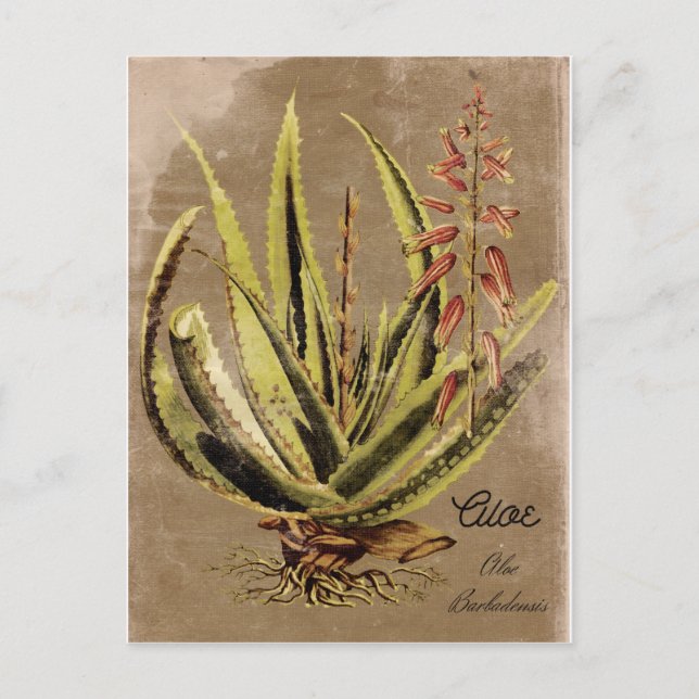 Postal Planta de aloe de estilo vintage (Anverso)