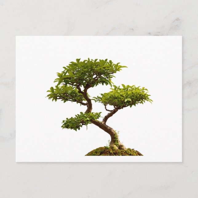 Postal Planta de Bonsai (Anverso)