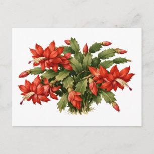 Postal Planta de Cactus de Navidad Roja en Flor