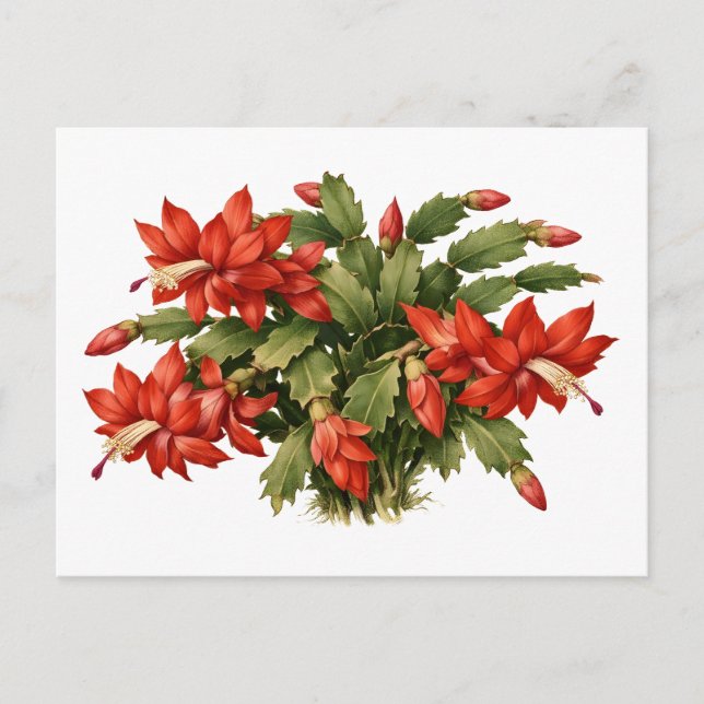 Postal Planta de Cactus de Navidad Roja en Flor  (Anverso)