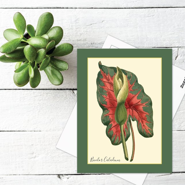 Postal Planta de Caladio Bicolor (Subido por el creador)