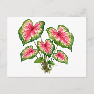 Postal Planta de Caladium Rosa Vibrante Acuarela