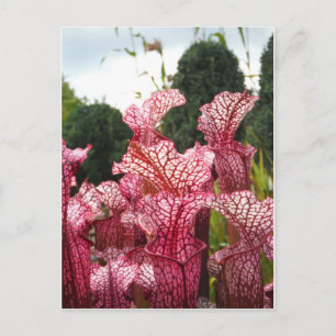 Postal Planta de cocina rosa