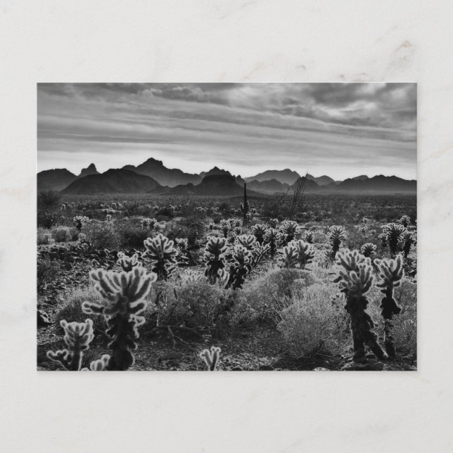 Postal Planta de desierto (Anverso)