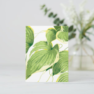 Postal Planta de Ficus 2