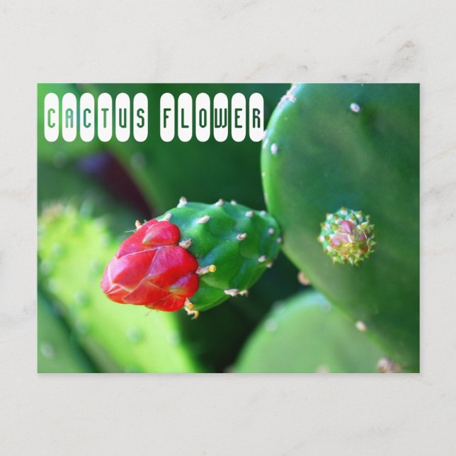 Postal Planta de Flores Cactus (Anverso)