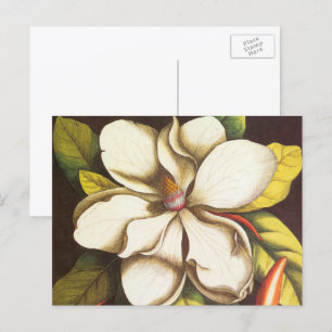 Postal Planta de flores de magnolia con semillas