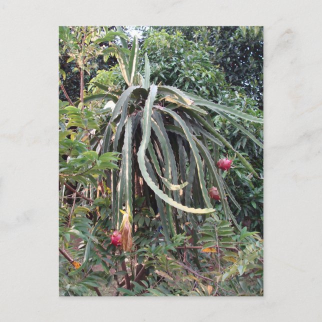 Postal Planta de frutas Dragon (Anverso)