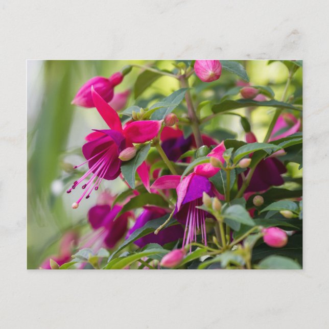 Postal Planta de Fuchsia (Anverso)
