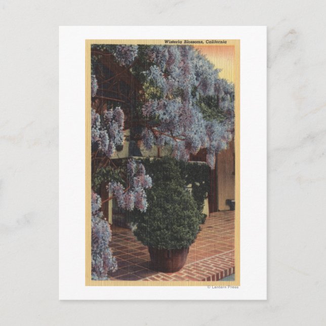 Postal Planta de histeria en California en flor (Anverso)