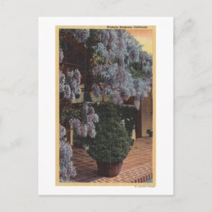 Postal Planta de histeria en California en flor