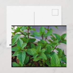 Postal Planta de menta herbal