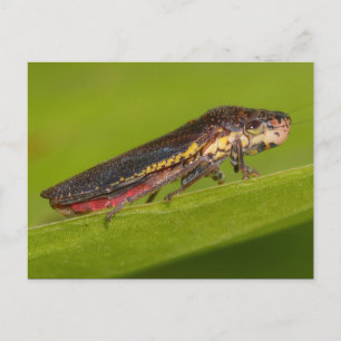 Postal Planta de Missouri Hopper.