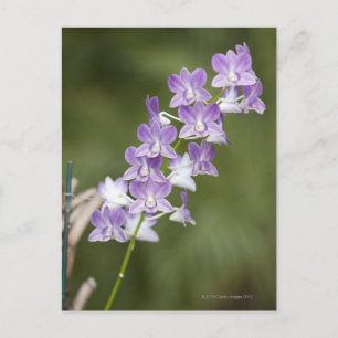 Postal Planta de orquídeas florecientes.