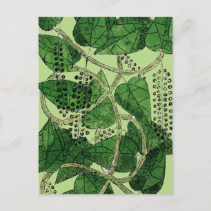 Postal Planta de Pepper Negra, 1578