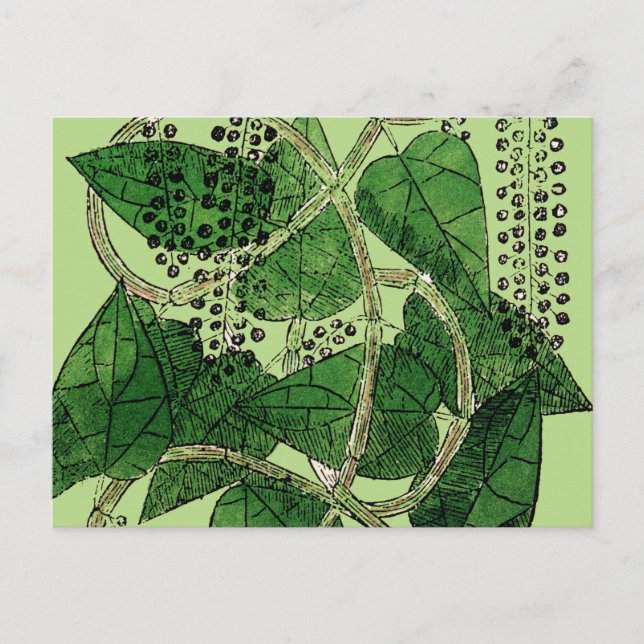 Postal Planta de Pepper Negra, 1578 (Anverso)