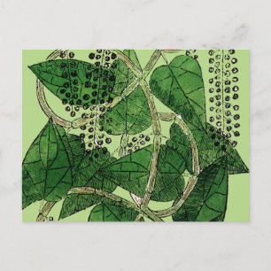 Postal Planta de Pepper Negra, 1578