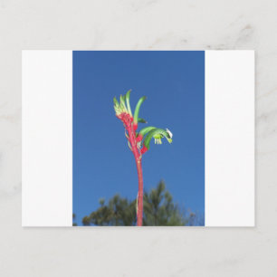POSTAL PLANTA DE PLANTAS DE KANGAROO