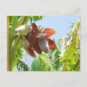 Postal Planta de plátano