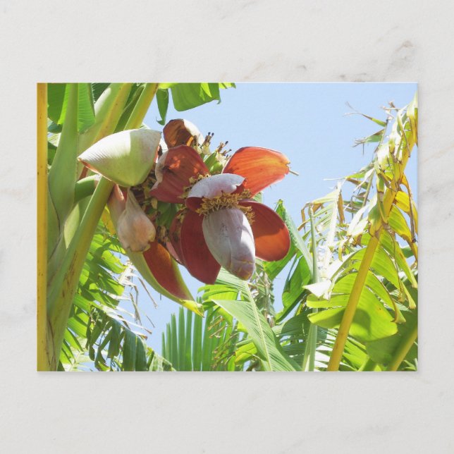 Postal Planta de plátano (Anverso)