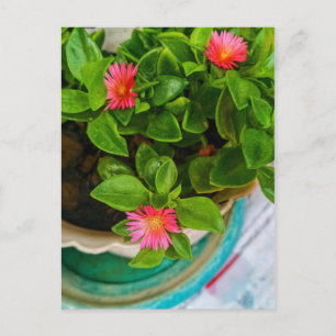 Postal Planta De Sol Naciente En Una Cacerolada