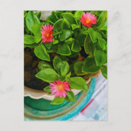 Postal Planta De Sol Naciente En Una Cacerolada