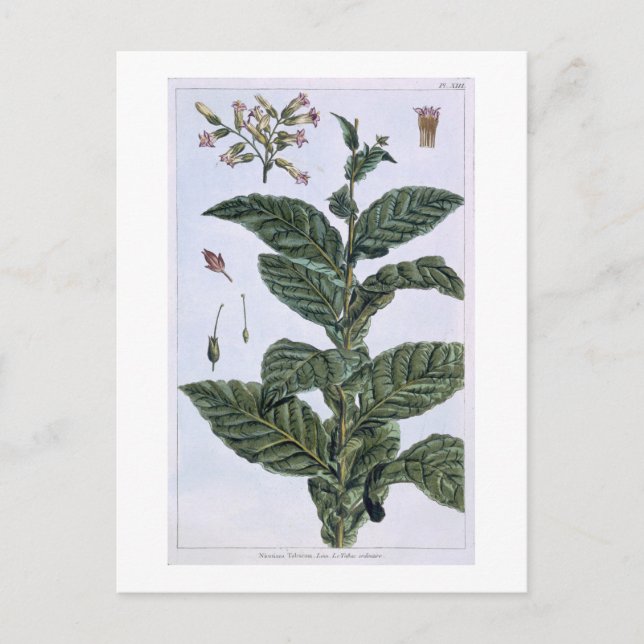 Postal Planta de tabaco, placa 7, de 'Colección Precieuse (Anverso)