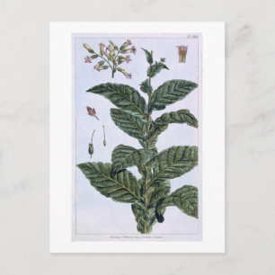 Postal Planta de tabaco, placa 7, de 'Colección Precieuse