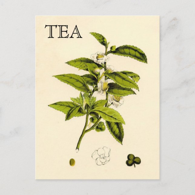 Postal Planta de té de época (Anverso)