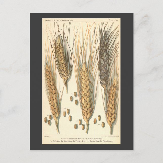 Postal Planta de trigo resistente a la sequía, agricultur (Anverso)