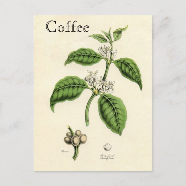 Postal Planta del café del vintage (Anverso)