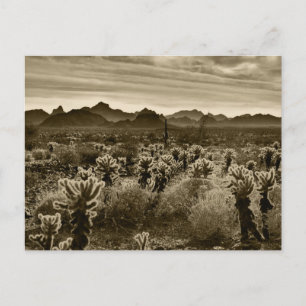 Postal Planta del desierto de Teddy Bear Cholla Cactus