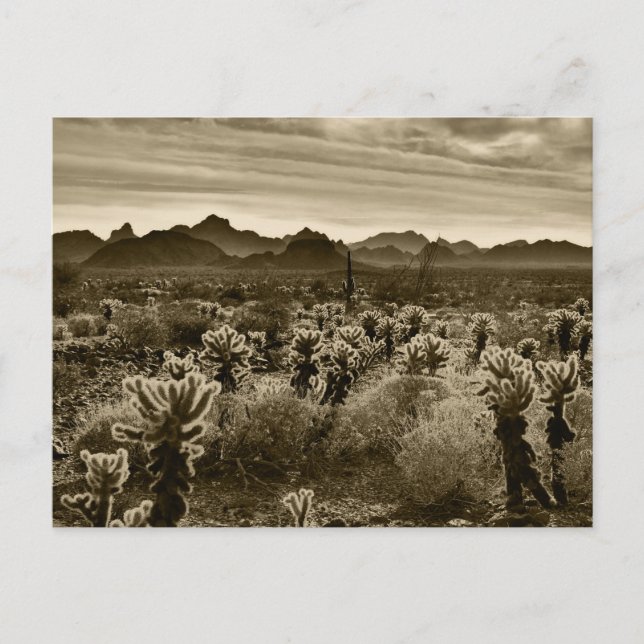 Postal Planta del desierto de Teddy Bear Cholla Cactus (Anverso)