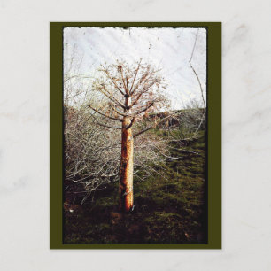 Postal Planta Dry Ferula