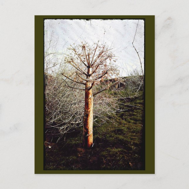 Postal Planta Dry Ferula (Anverso)