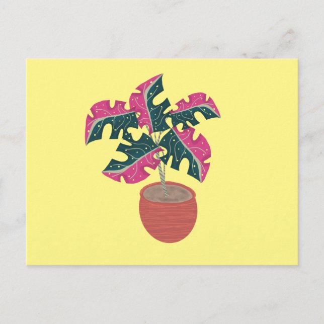 Postal Planta en maceta Monstera variegada rosa y verde (Anverso)
