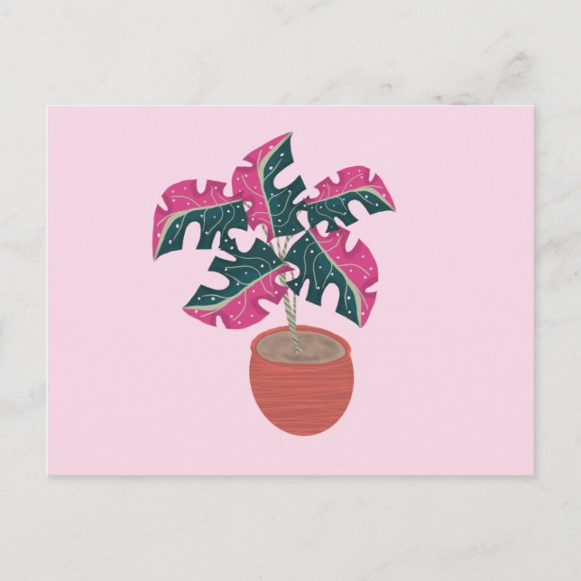 Postal Planta en maceta Monstera variegada rosa y verde (Anverso)