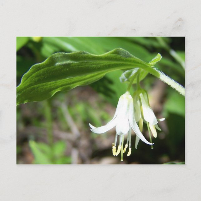 Postal Planta forestal (Anverso)