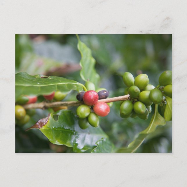 Postal Planta joven de café (Anverso)