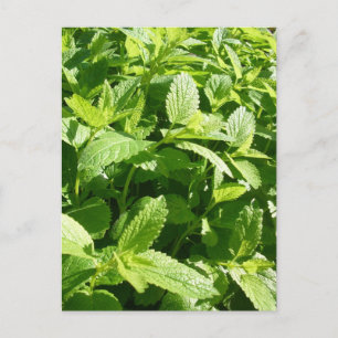 Postal Planta Lemon Balm