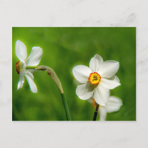 Postal Planta Narcissus