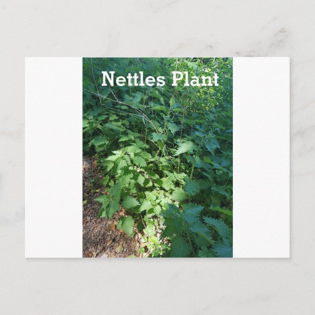 Postal Planta Nettles (Anverso)