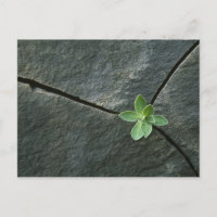 Planta que crece en el rocío