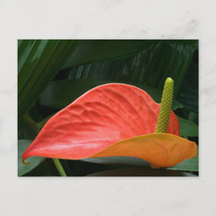 Postal Planta Roja de antrurio contra la oligarquía