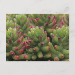 Postal planta Sedum, Museo del Desierto de Arizona-Sonora