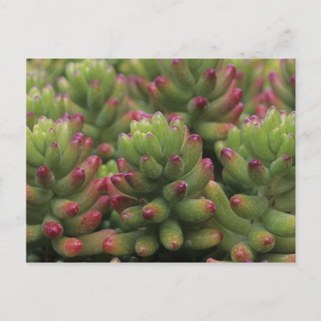 Postal Planta Sedum, Museo del Desierto de Arizona-Sonora (Anverso)